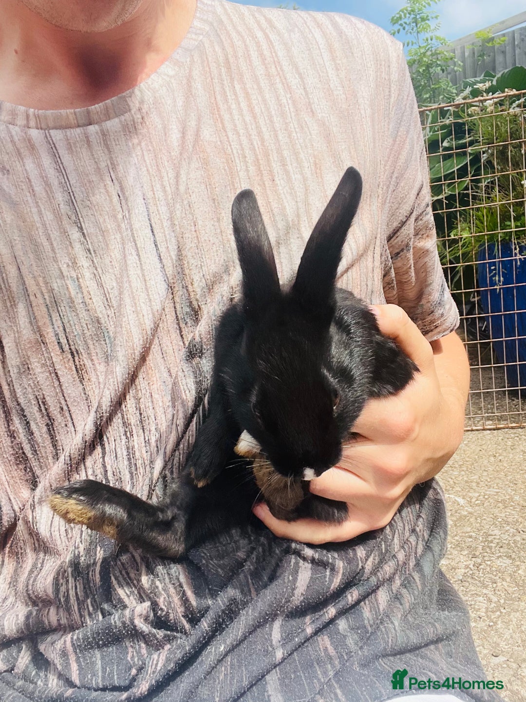 Rex rabbits for sale: Rex X Dutch Bunnies, Ready for homes now.  in Swansea - Image 9