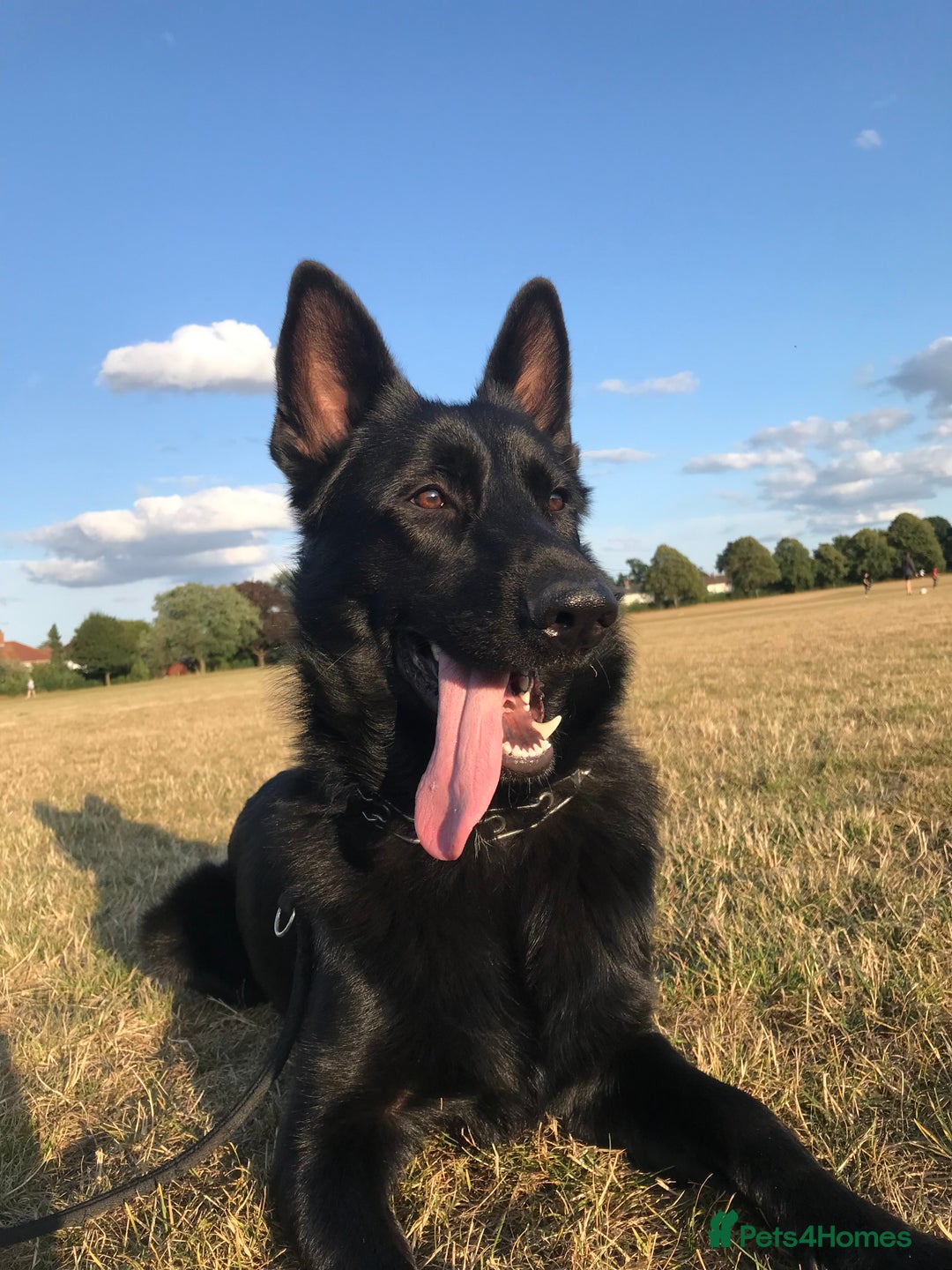 Mixed Breed dogs for sale: Very Unique Blue Great Shepard Puppies  - Image 7