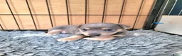 Jack Russell dogs for sale: Lilac/ Blue and Tan  Jack Russell puppies - Advert 30