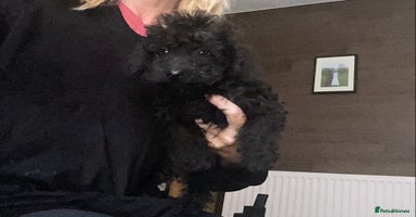 Doxiepoo dogs - Advert 15