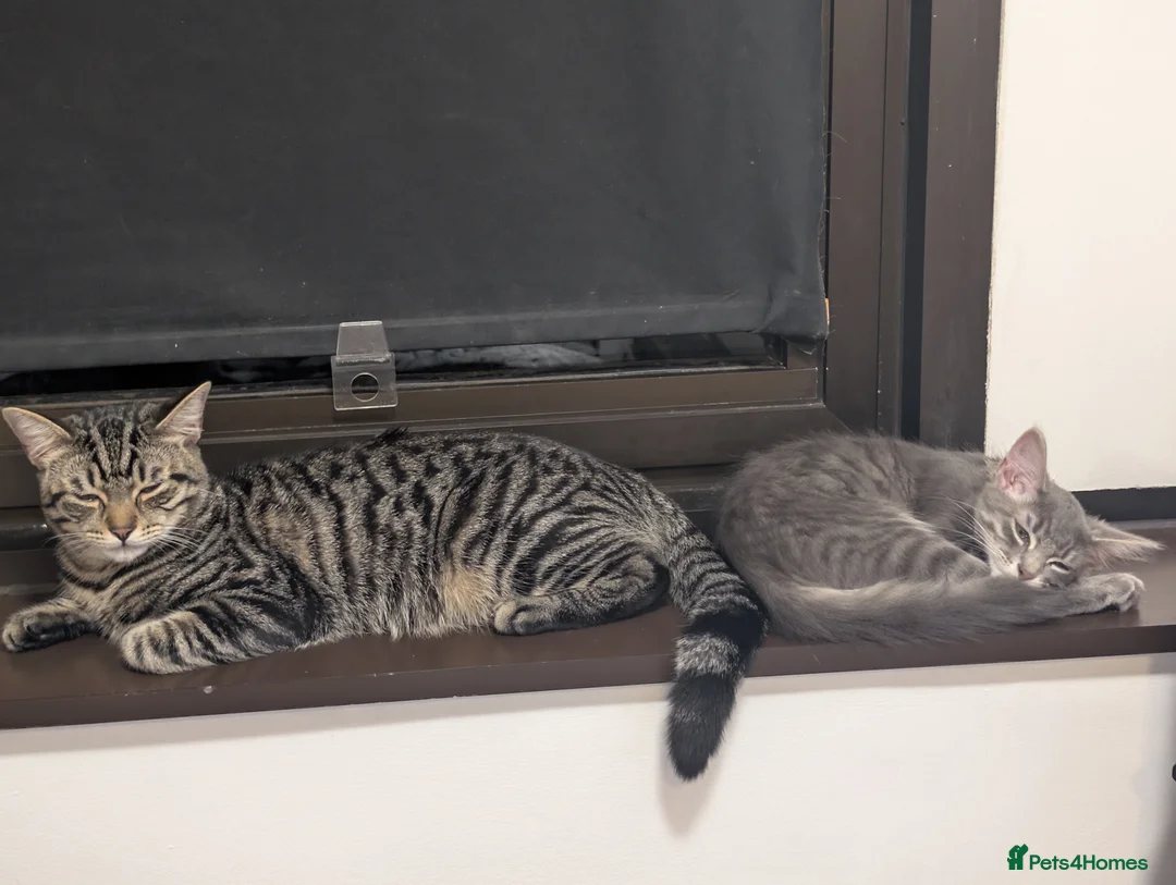 Mixed Breed cats for sale: Can you give my baby boys a good home? - Advert 2