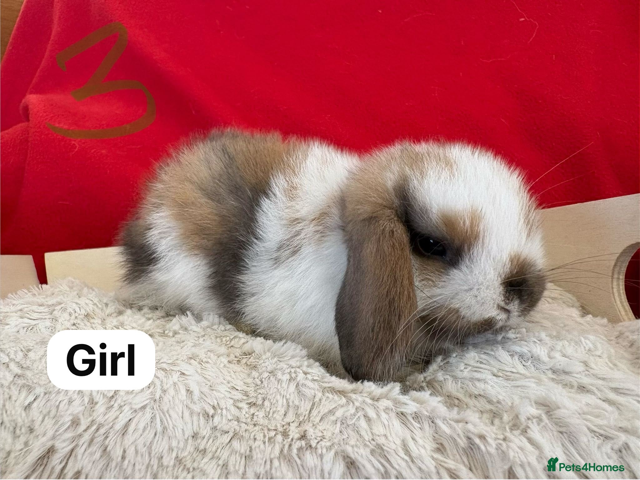 Mini Lop rabbits Last gorgeous girl available ready to go now  - Advert 3