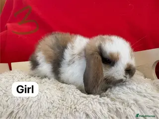 Mini Lop rabbits Last gorgeous girl available ready to go now - Advert 3