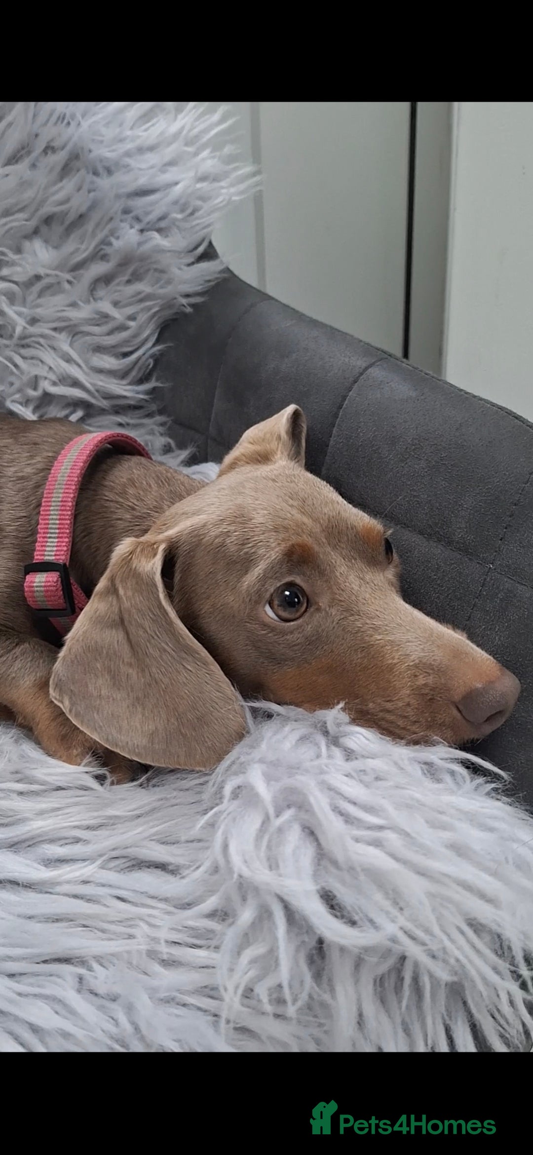 Miniature Dachshund dogs for sale: 5 miniature dachshunds - Advert 8