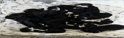 Sproodle dogs for sale: Deposits now taken for my Sproodle pups! - Advert 1