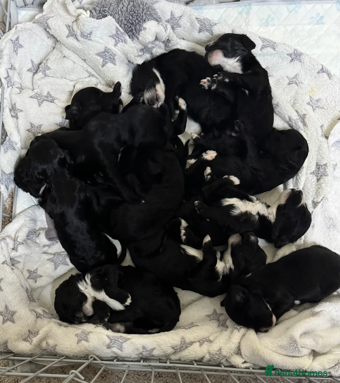 Sproodle dogs for sale: Deposits now taken for my Sproodle pups! - Advert 1