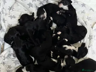 Sproodle dogs Deposits now taken for my Sproodle pups! - Advert 7