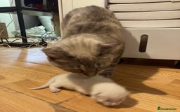 Siamese cats for sale: Siamese Kitten Looking for a Forever Home - Image 3