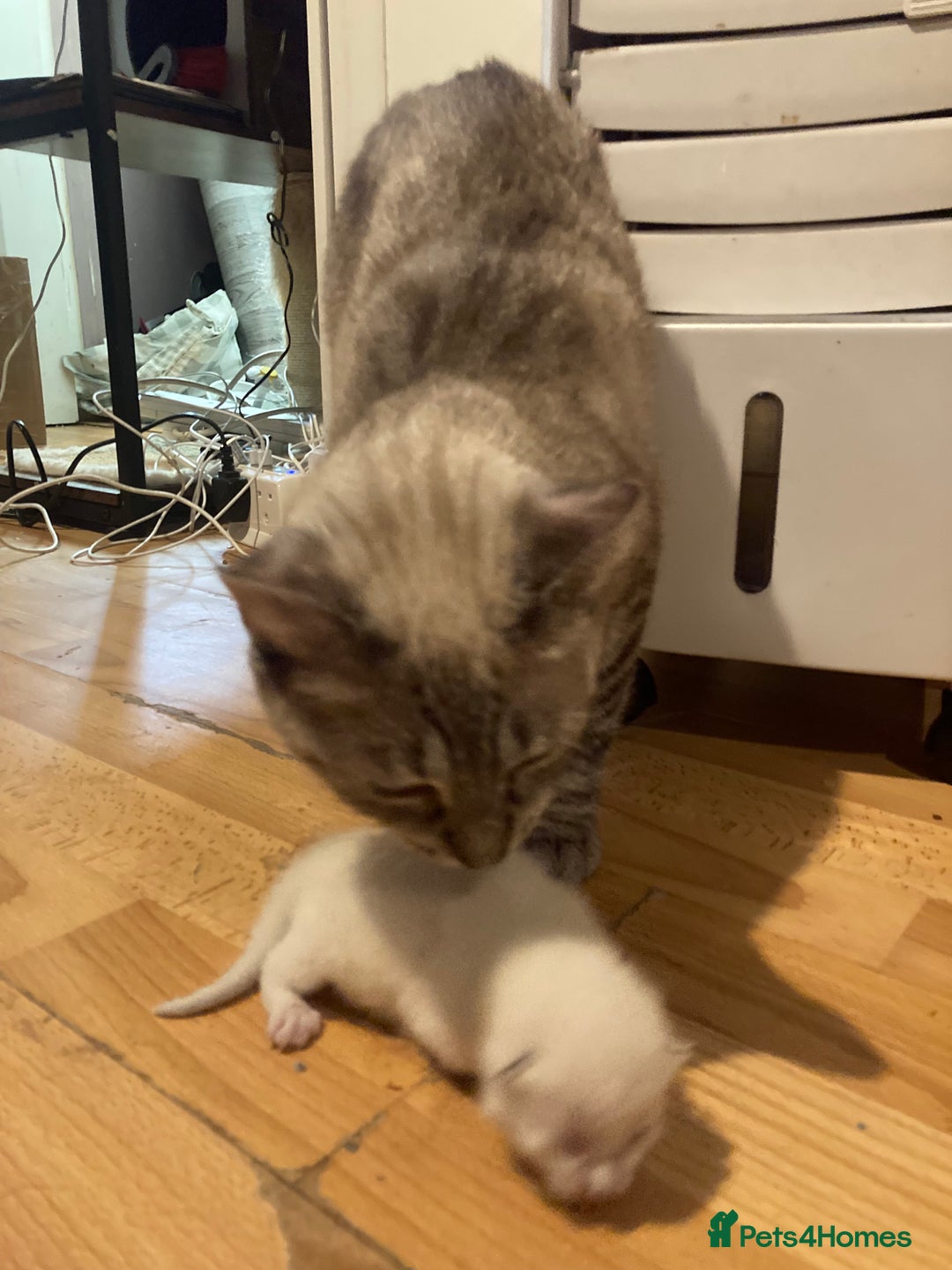 Siamese cats for sale: Siamese Kitten Looking for a Forever Home - Image 3