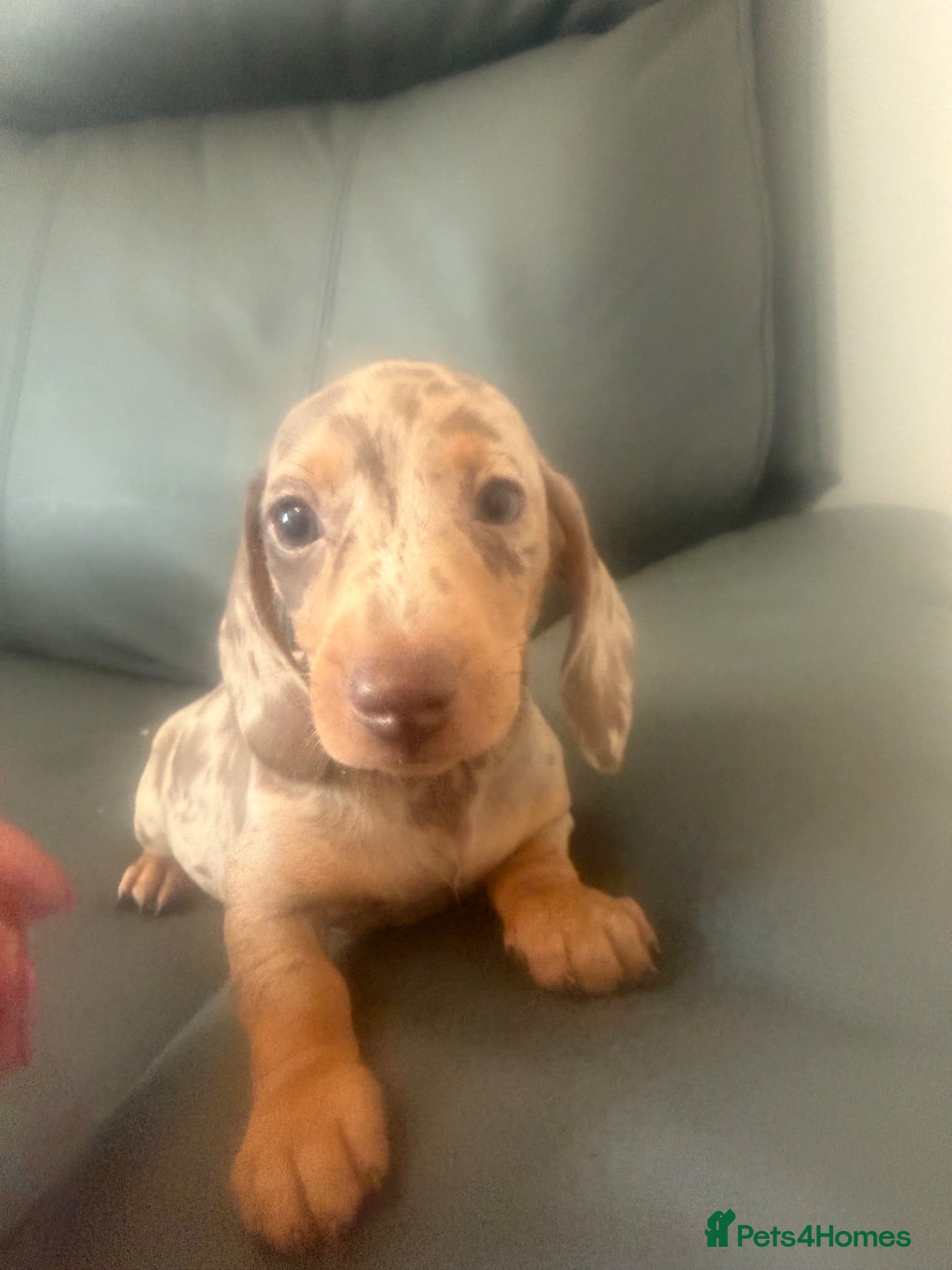 Miniature Dachshund dogs miniature dachshund puppies  - Advert 1
