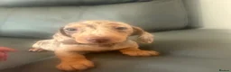 Miniature Dachshund dogs for sale: miniature dachshund puppies  in Ferryhill - Advert 1