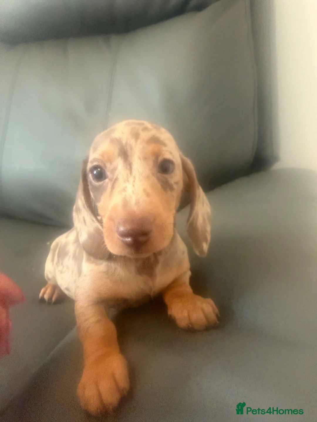 Miniature Dachshund dogs for sale: miniature dachshund puppies  in Ferryhill - Advert 1