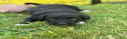 Mixed Breed dogs for sale: Exceptional Bordoodle puppies  - Advert 7