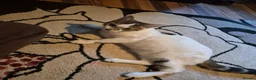 Domestic Shorthair cats for sale: Kitten for sale in Stoke-on-Trent - Advert 3