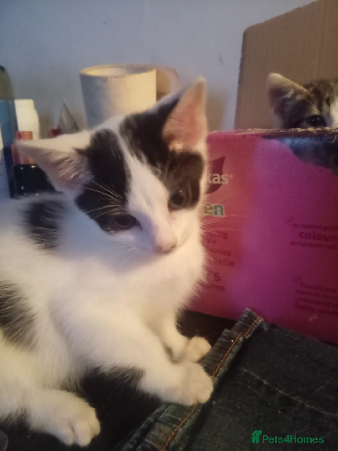 Mixed Breed cats for sale: Mixed litter of kittens - Advert 8