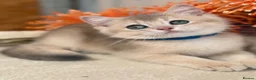 British Shorthair cats for sale: British shorthair blue/black golden kittens GCCF  - Advert 11