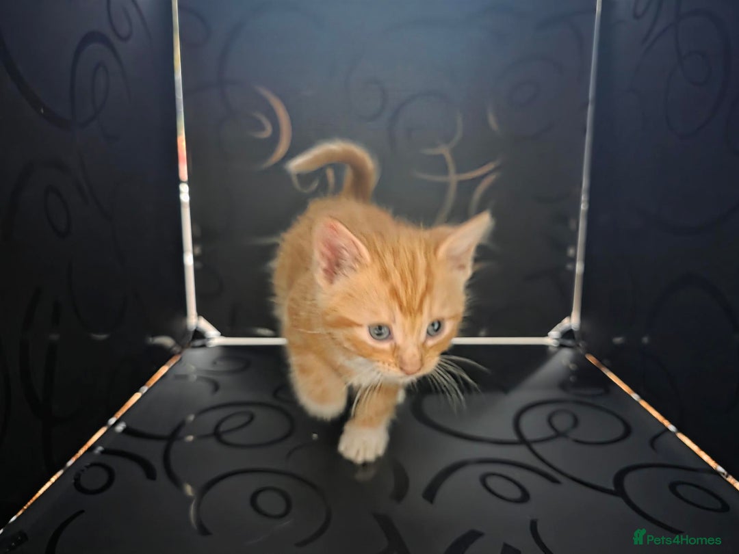 British Shorthair cats for sale: Rare ginger females. 1 male. British shorthair - Advert 22