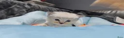 Ragdoll cats for sale: Beautiful Ragdoll Kittens Looking for Forever Home in Bolton - Advert 14
