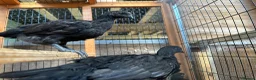 Chickens poultry for sale: Ayem cemani  - Advert 2