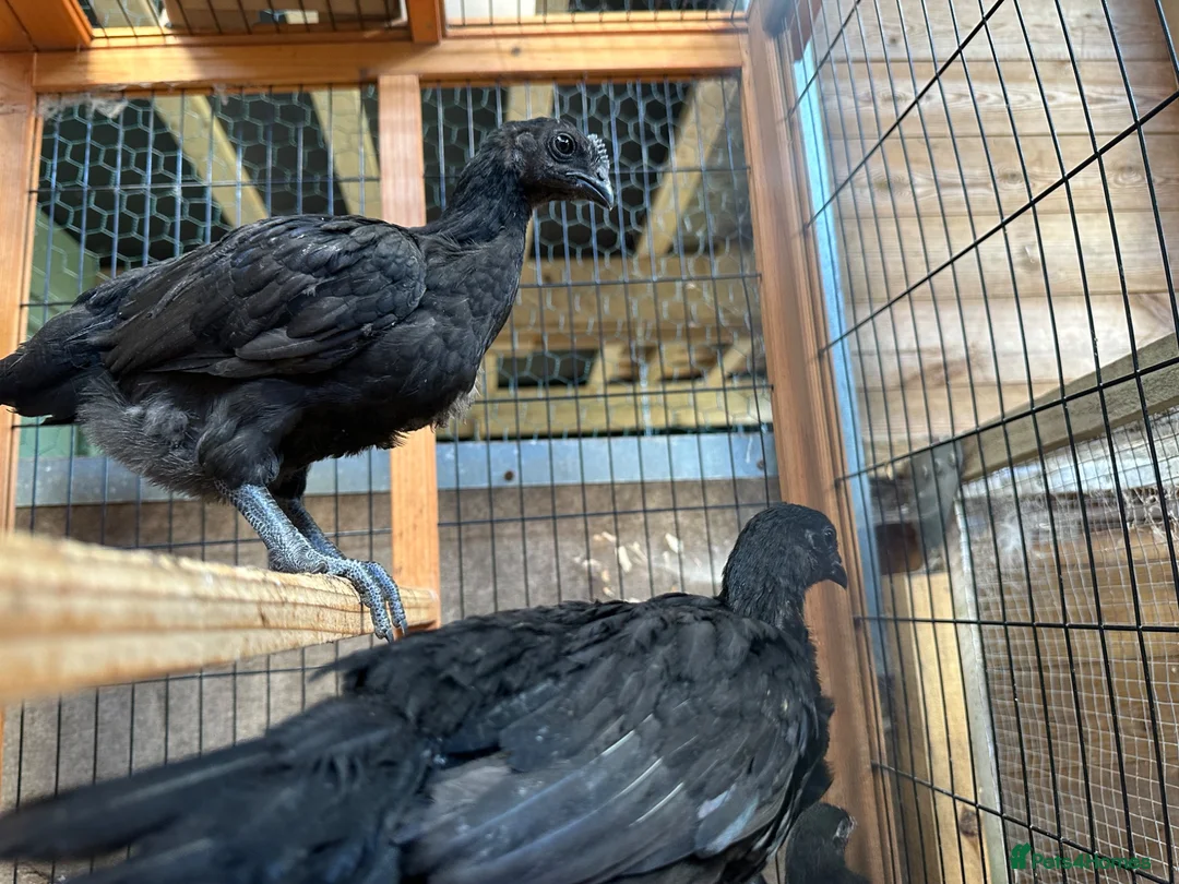 Chickens poultry for sale: Ayem cemani  - Advert 2