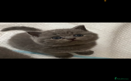 British Shorthair cats for sale: GCCF REG HEALTH TESTED KTTENS AVAILABLE 🥰 - Image 11