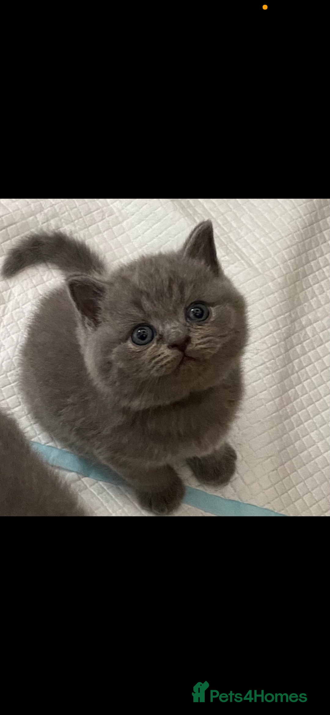 British Shorthair cats for sale: GCCF REG HEALTH TESTED KTTENS AVAILABLE 🥰 - Image 11