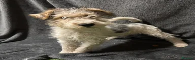 Fox Terrier 1