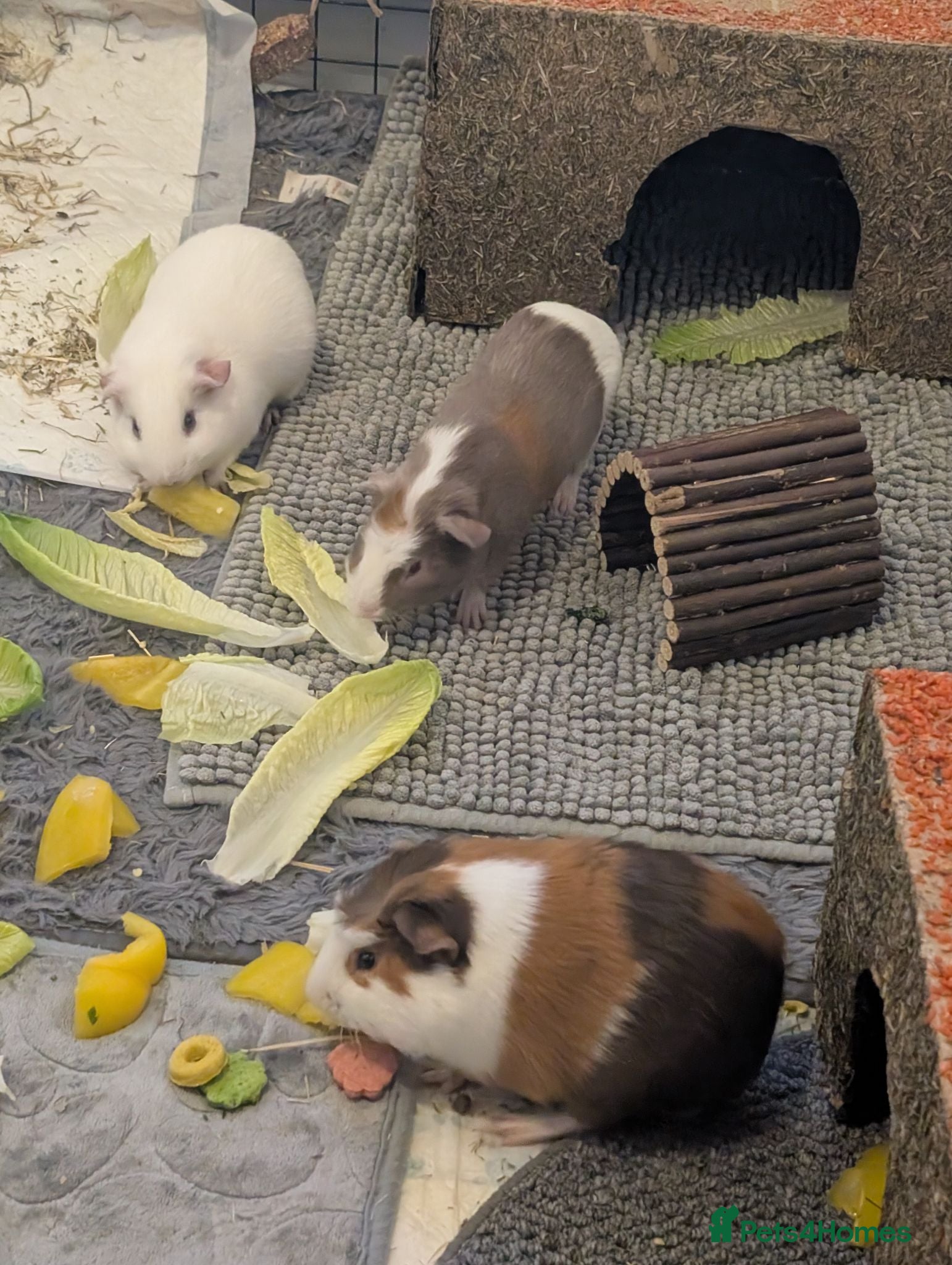 Guinea Pig rodents 3 males giuena pigs with full cage set up  - Advert 1