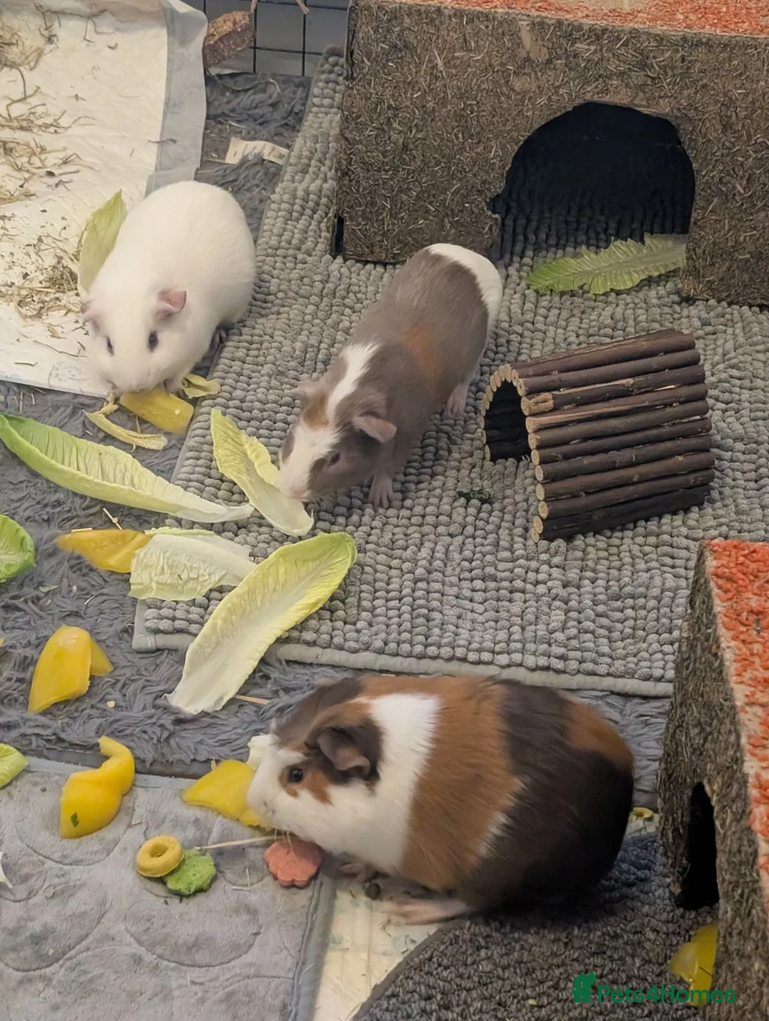 Guinea Pig rodents for sale: 3 males giuena pigs with full cage set up  - Advert 1