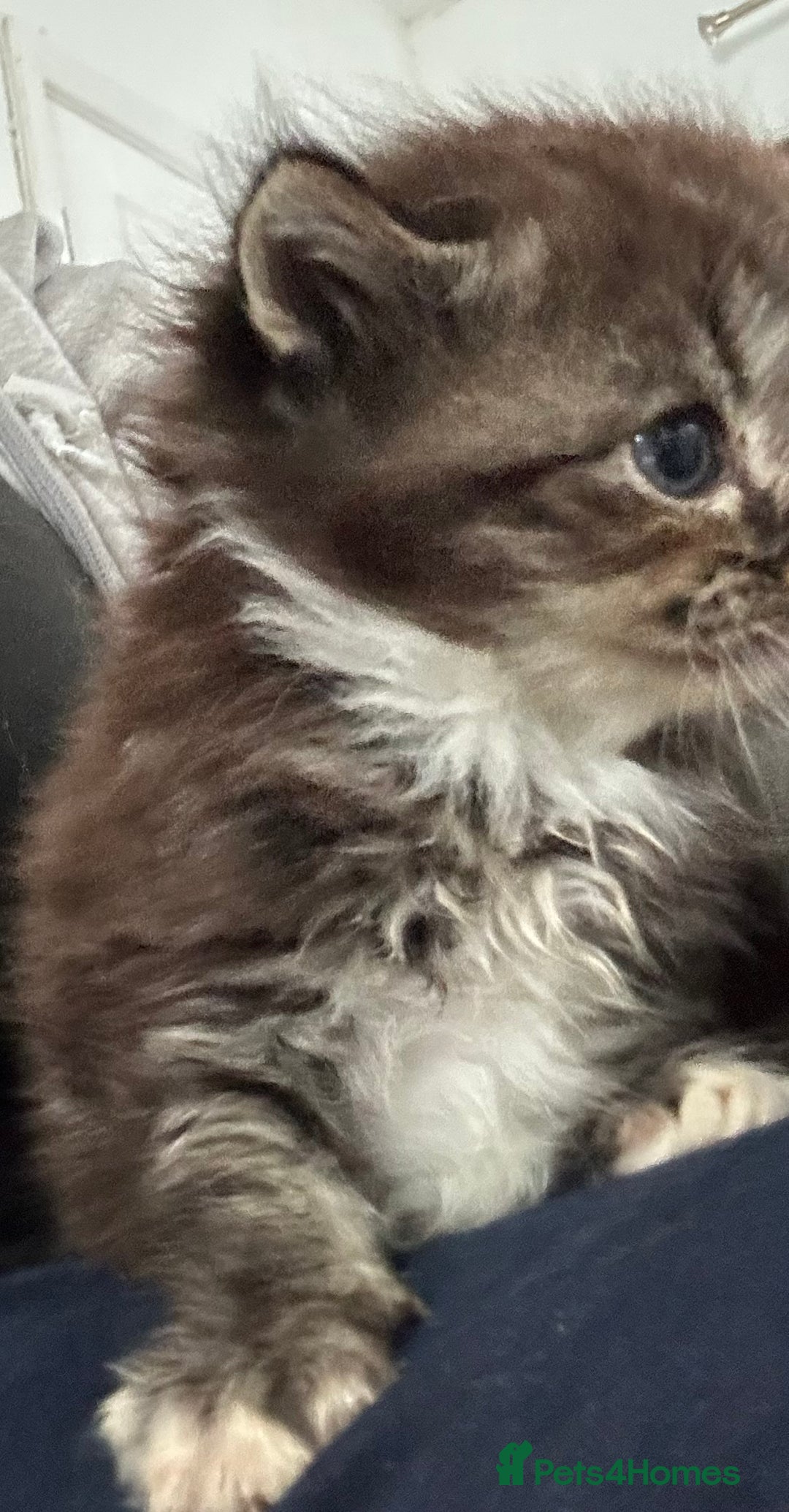 Ragdoll cats for sale: Ragdoll cross bengal - Image 5