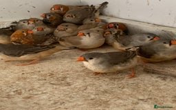 Finches birds for sale: Zebra finches - Image 4