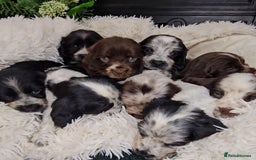 Cocker Spaniel dogs for sale: Exceptional Pedigree Show Type English Cockers  - Image 8
