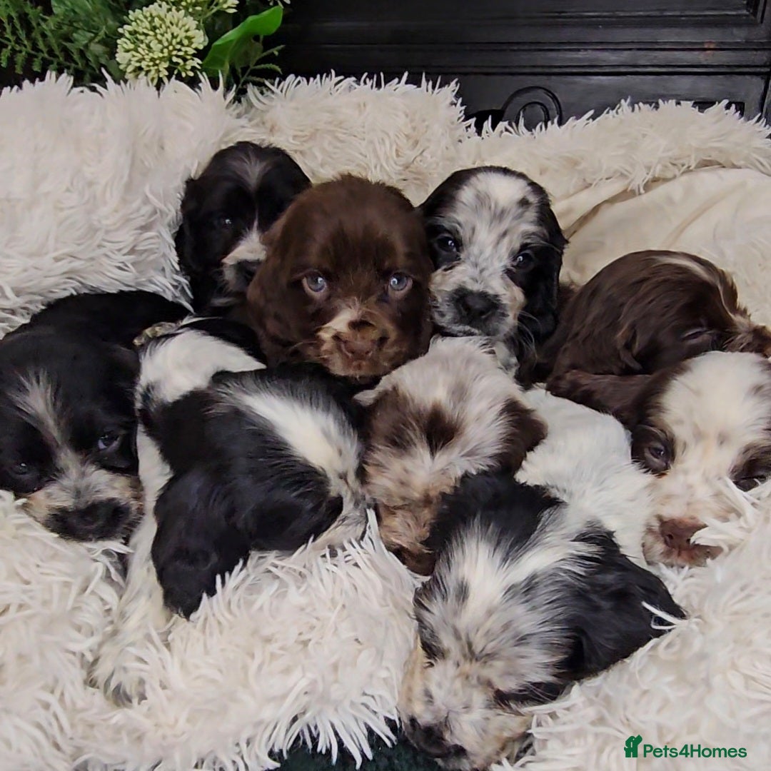 Cocker Spaniel dogs for sale: Exceptional Pedigree Show Type English Cockers  - Image 8