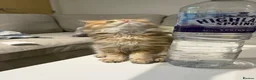 Scottish Fold cats for sale: Scottish Fold Kittens – High Quality . - Advert 3