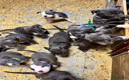 Staffordshire Bull Terrier dogs for sale: 🐶🐾Staffordshire puppies ❤️🐶 - Image 30