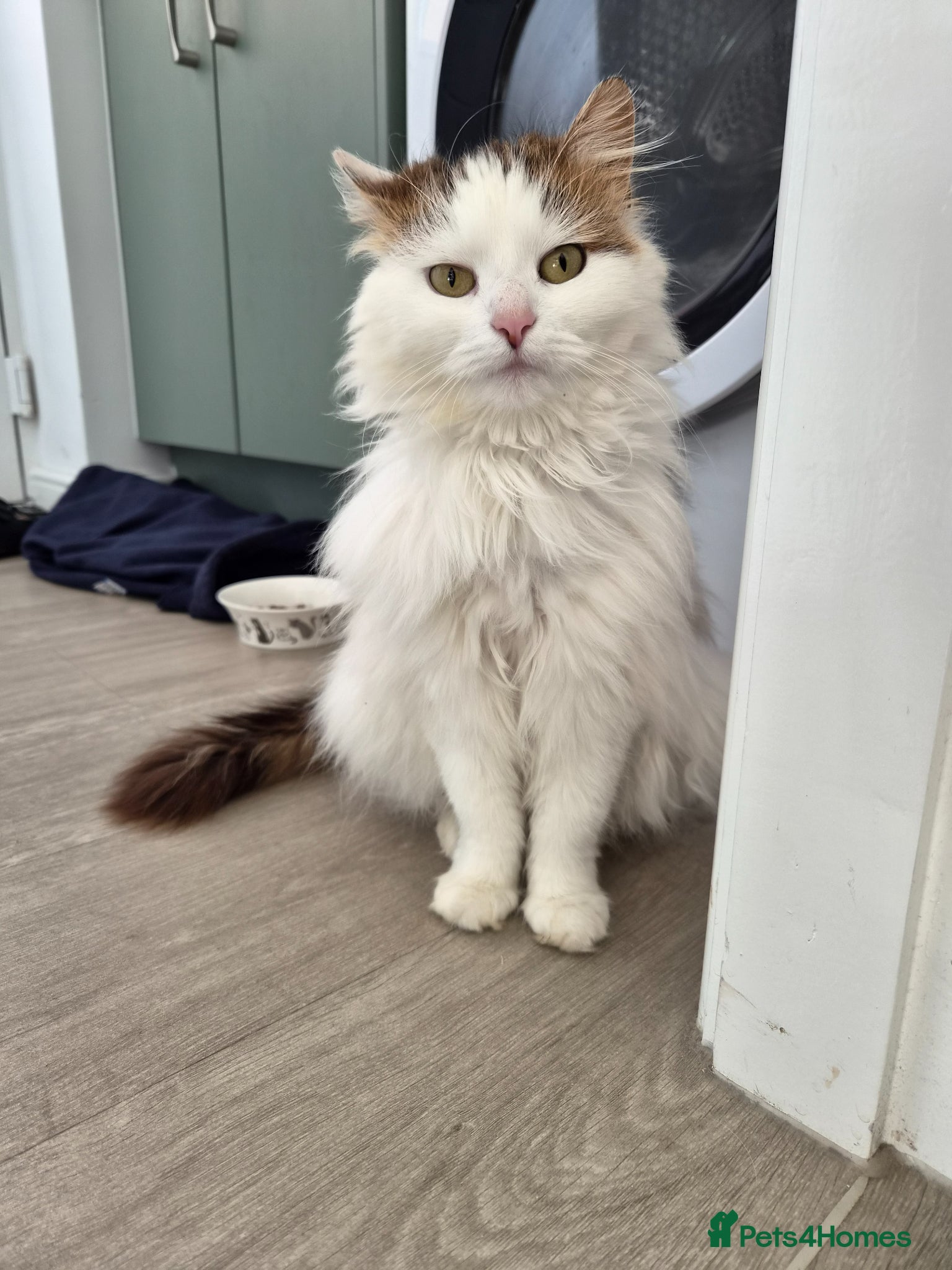 Mixed Breed cats Kittens looking for a family - Advert 3