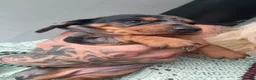 Dachshund dogs for sale: 3 beautiful unusual colours Dachshund  in Burnham-on-Sea - Advert 3