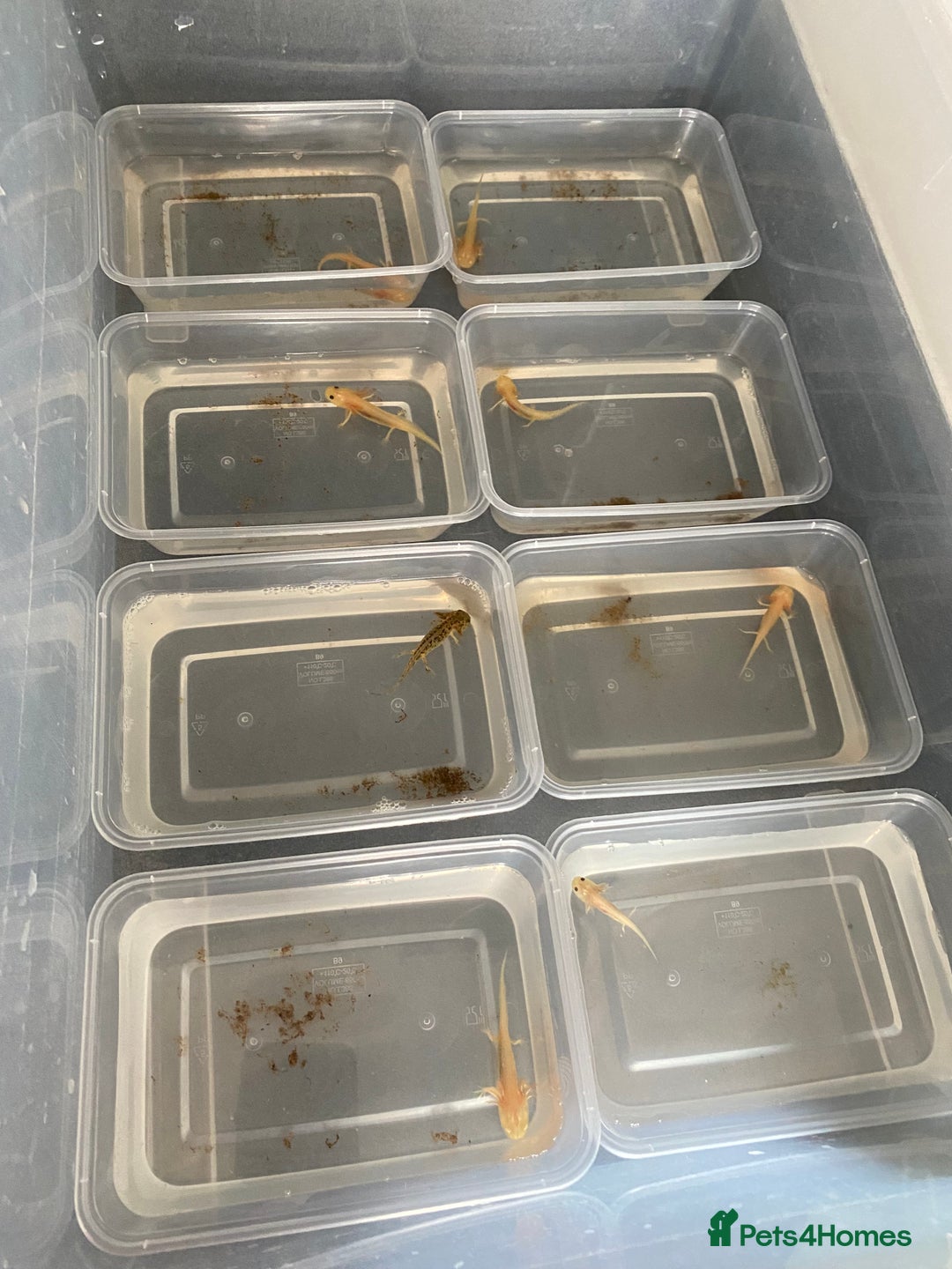 Axolotl reptiles for sale: Beautiful Baby Axolotls  - Image 1