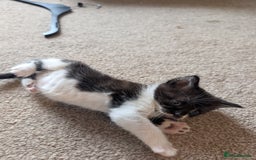 Maine Coon cats for sale: Kittens for sale - Image 9