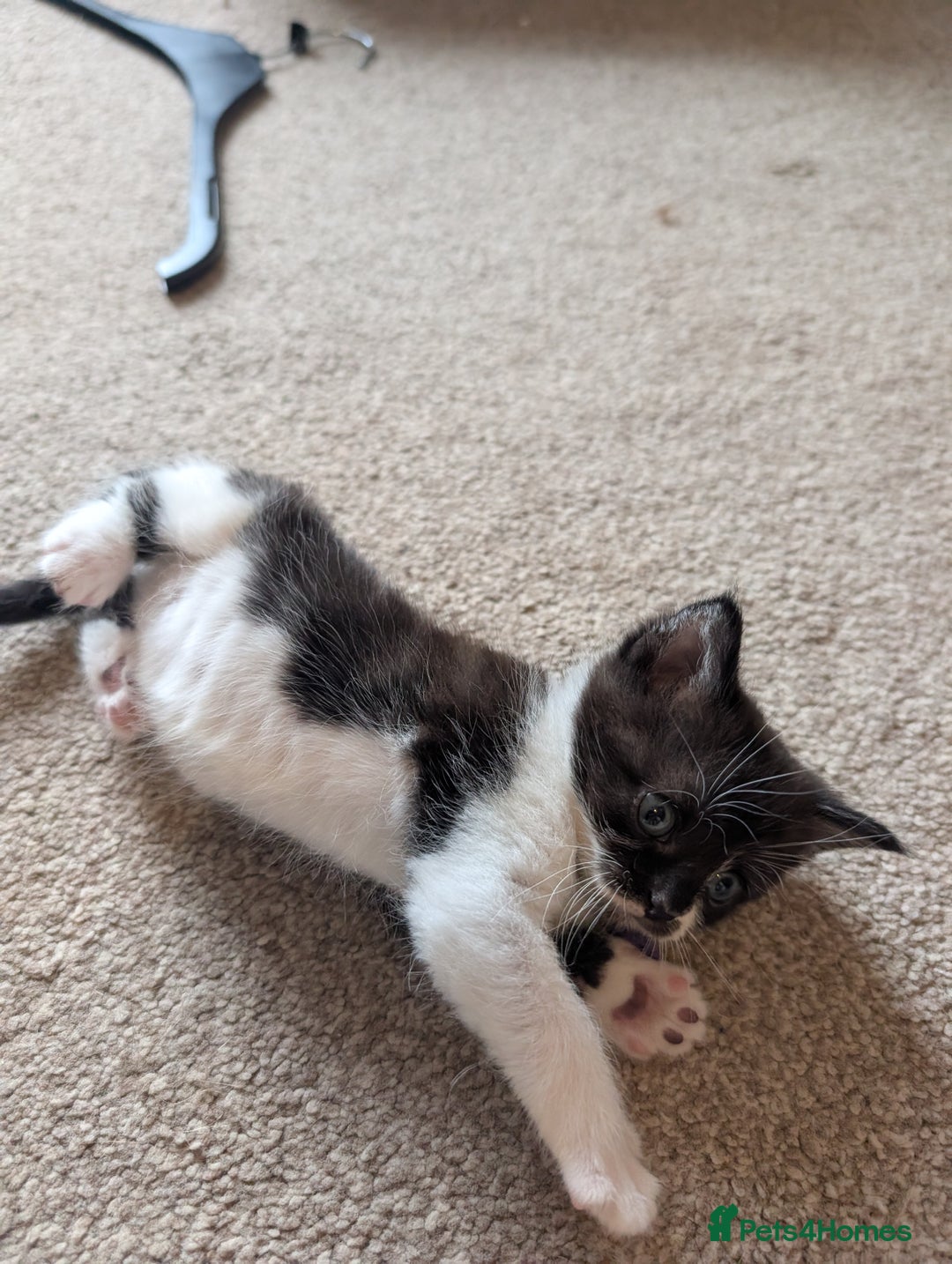 Maine Coon cats for sale: Kittens for sale - Image 9