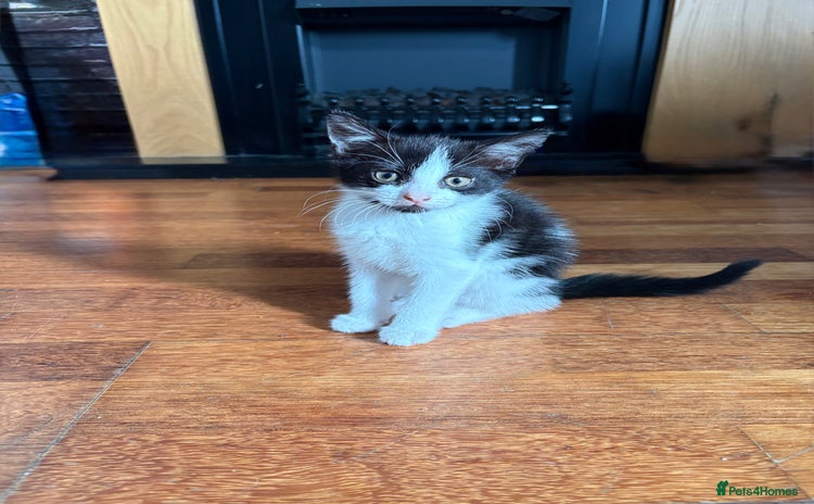 Domestic Shorthair cats - Advert 12