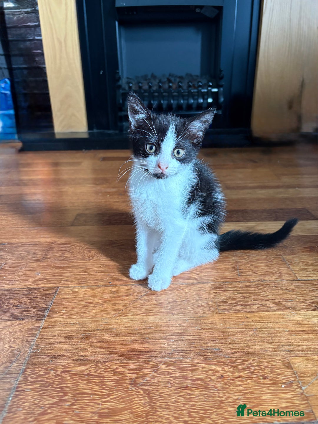 Domestic Shorthair cats for sale: Kittens looking for their forever home - Image 1