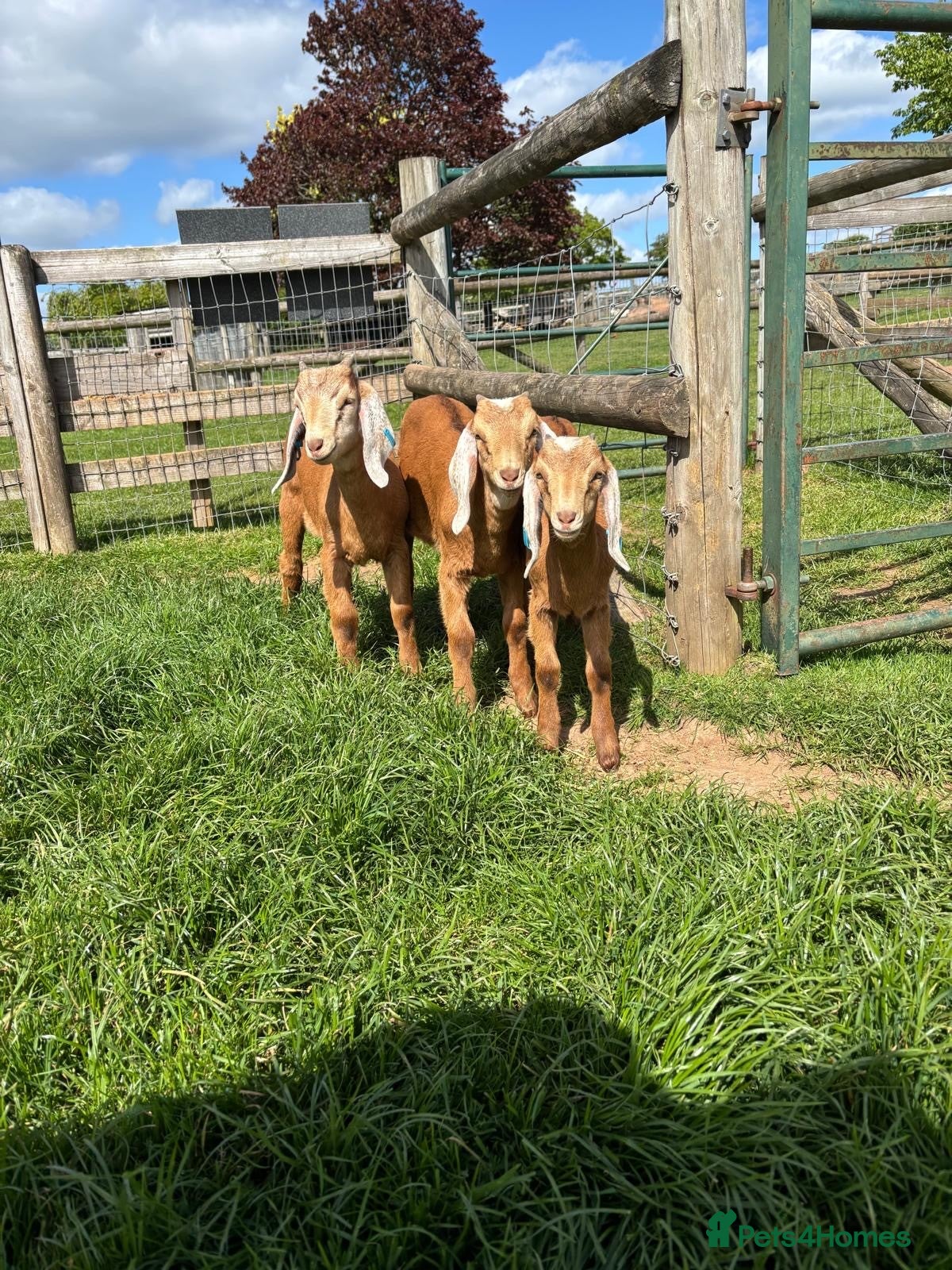 Goats livestock Trio of Boer/Nubian Kids  - Advert 1