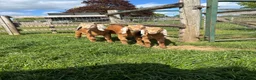 Goats livestock for sale: Trio of Boer/Nubian Kids  - Advert 1