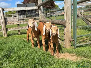 Goats livestock Trio of Boer/Nubian Kids - Advert 1