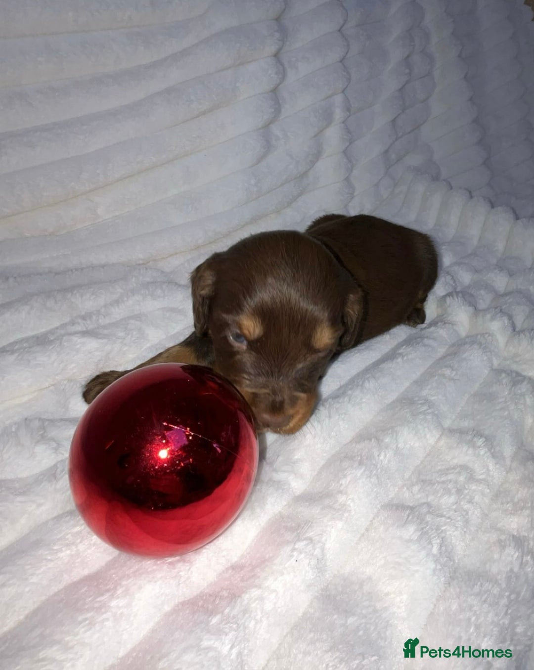 Cocker Spaniel dogs for sale: Cocker spaniel one  girl available  - Advert 4