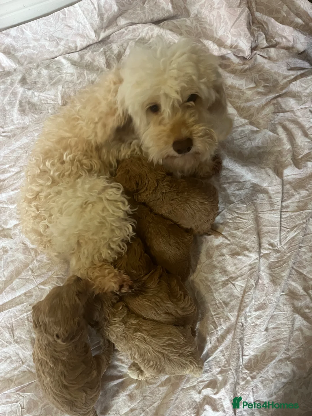 Cockapoo dogs for sale: Toy cockapoo’s  in Hamilton - Advert 1