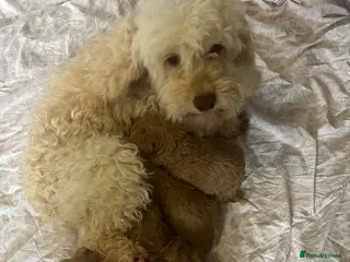 Cockapoo dogs Toy cockapoo’s - Advert 3