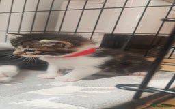 Mixed Breed cats for sale: Ragdoll mixed kittens - Image 10