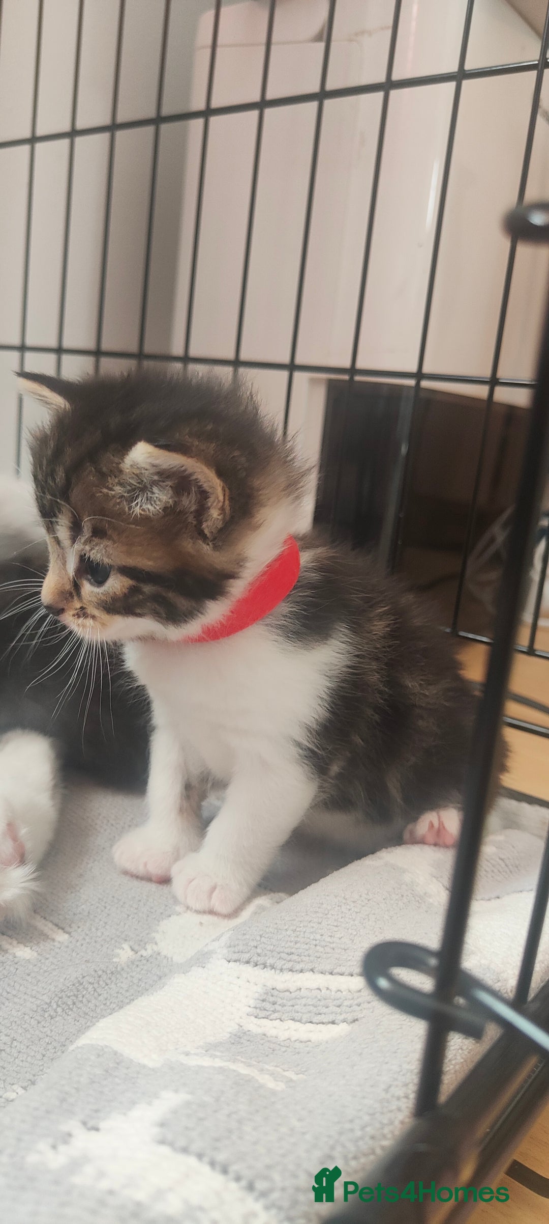 Mixed Breed cats for sale: Ragdoll mixed kittens - Image 10